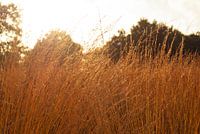 Felder aus Gold