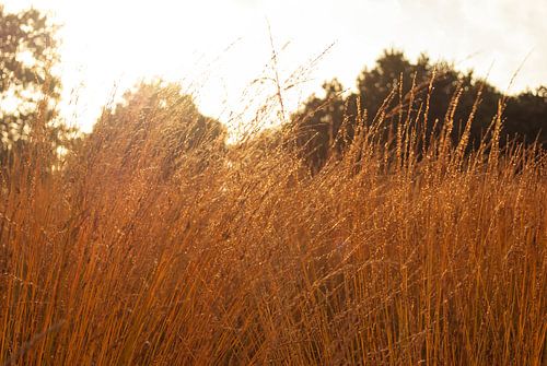 Fields of Gold