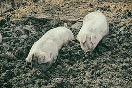 pigs by richard admiraal