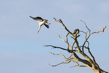 Ooievaar zonsopkomst Oudemolen - Drenthe (Nederland) van Marcel Kerdijk