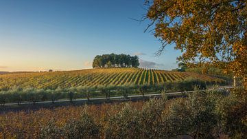 Bomen en wijngaarden in Chianti, Toscane van Stefano Orazzini