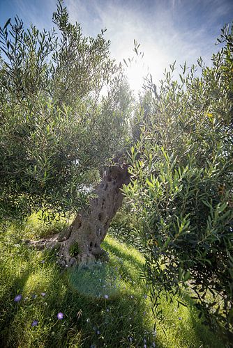 Olive tree in Greece by Ellis Peeters