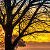 Tree in morning light by Wendy van Kuler Fotografie