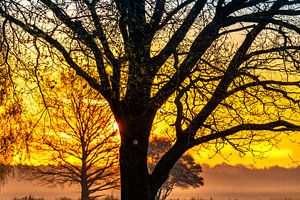 Baum im Morgenlicht
