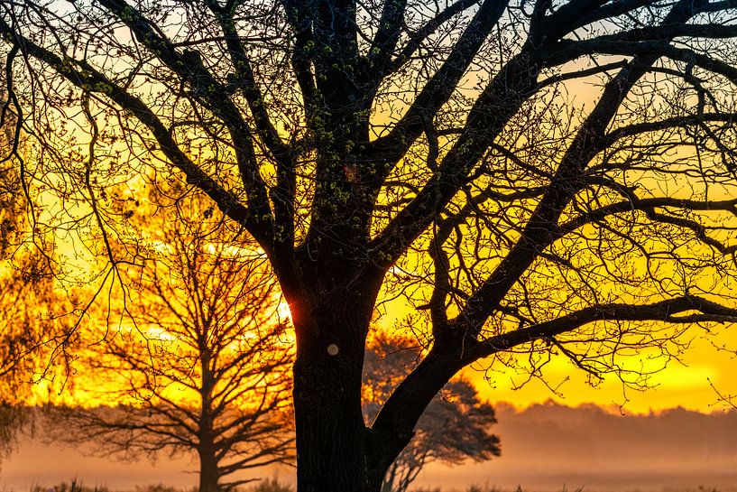 Un arbre dans la lumière du matin par Wendy van Kuler Fotografie