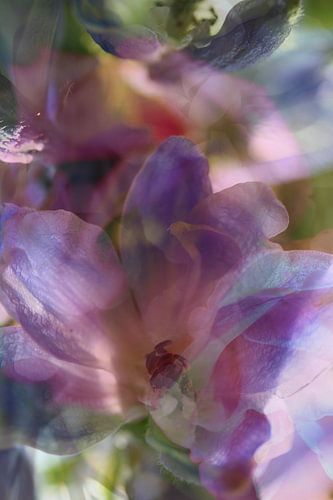 Abstracte fotografie | Abstract expressionisme | Modern abstract | Lichtval op de paarse clematis