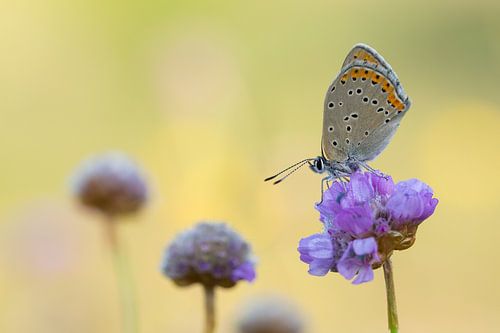 rode vuurvlinder op engels gras