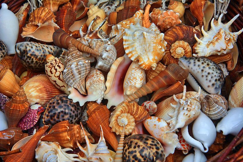 Moules par Edgar Schermaul