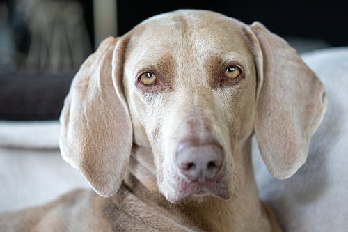 Weimaraner