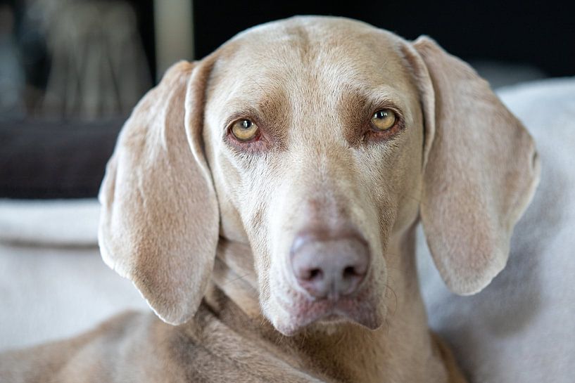 Weimaraner by Antoon van Osch