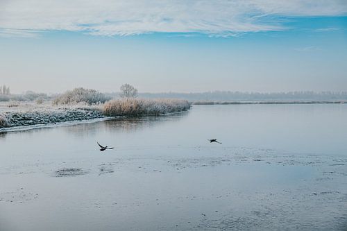 Enten fliegen über das gefrorene Lauwersmeer.