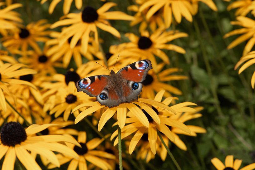 _DSC9107 by Bart Verdijk