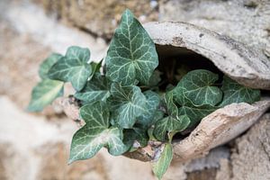 Hedera klimop