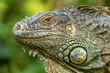 A green iguana by Joost Potma