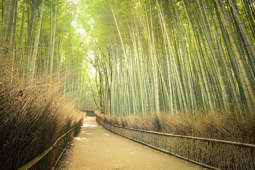 Forêt de bambous, Kyoto, Japon