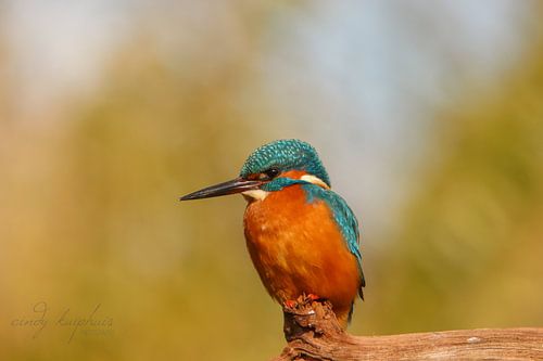 Eisvogel