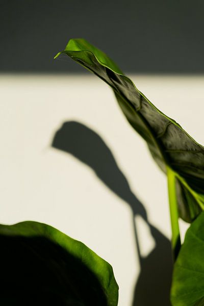 Monstera von Jim Plaum