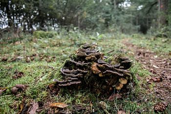 Paddenstoelen op boomstronk