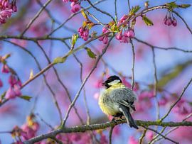 Great tit in a cherry tree in pink bloom