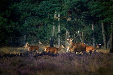 Edelhert met z'n roedel in de bronsttijd van Evert Jan Kip