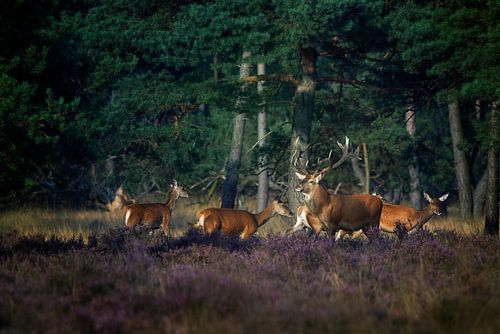 Edelhert met z'n roedel in de bronsttijd van Evert Jan Kip