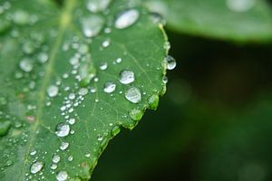 Wassertröpfchen auf Blatt