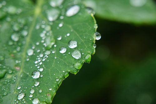 Waterdruppels op blad
