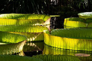 Nénuphar géant avec de beaux reflets sur Werner Lerooy