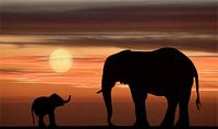 Olifanten zonsondergang in silhouet van Marcel van Balken thumbnail