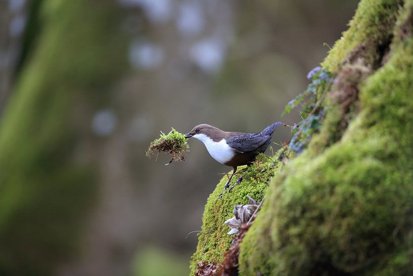 white-throated dipper germany  von Frank Fichtmüller