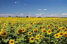 Sunflower field in Saxony-Anhalt by Karina Gebert