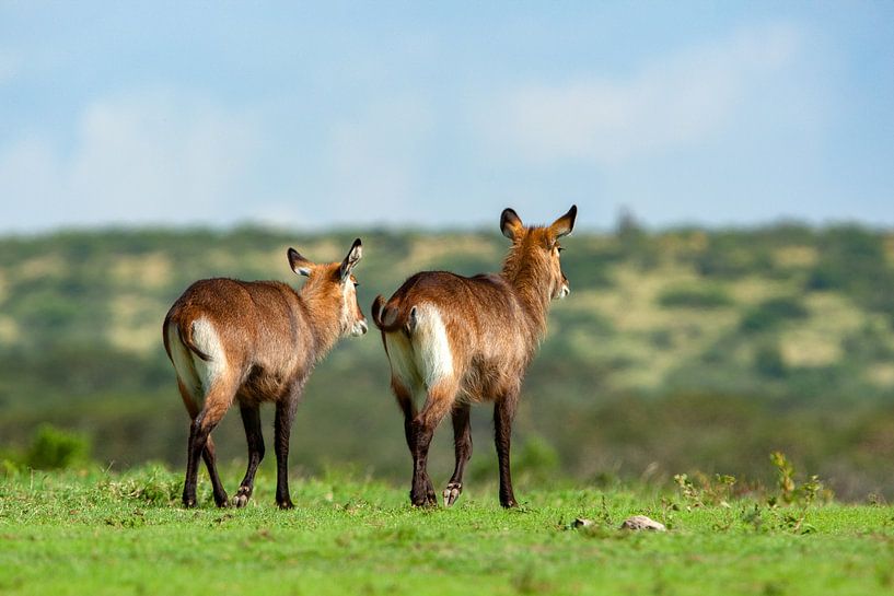 Wasserböcke von Peter Michel
