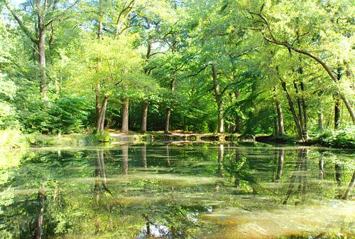 Spiegelung im Wald des Renkums Beekdal.