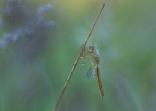 Vuurlibel in de vroege morgen
