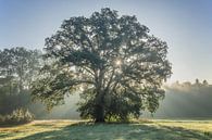 Sparkling tree van Diana de Vries thumbnail