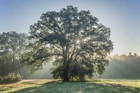 Sparkling tree