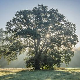 Sparkling tree van Diana de Vries