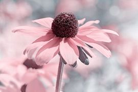 Pink von Violetta Honkisz