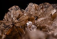 Hortentia Herfst Macro
