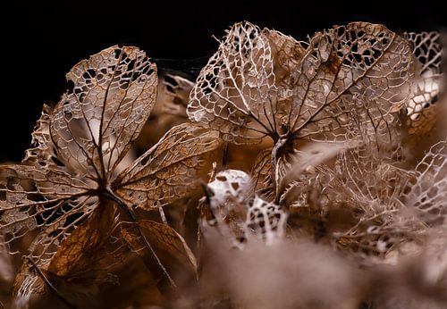 Hortentia Macro d'automne
