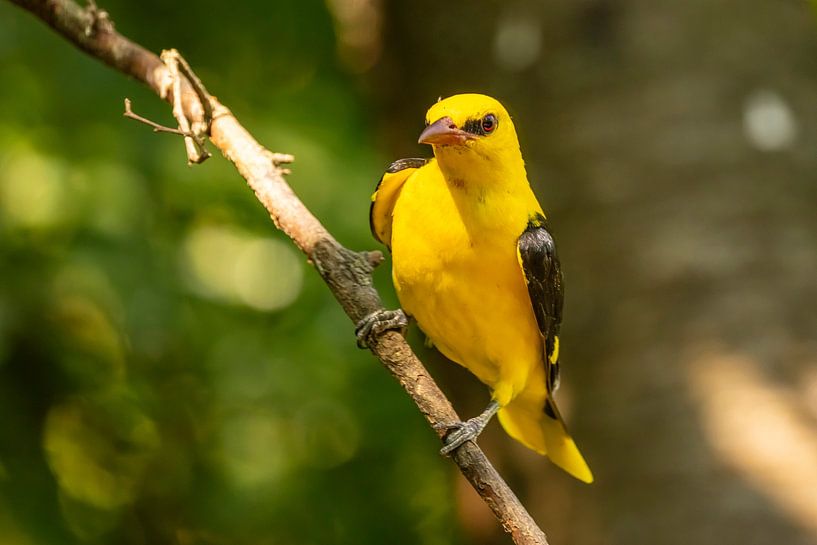 the oriole, Oriolus oriolus by Gert Hilbink
