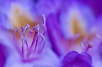 Rhododendron in het bos bij Putte