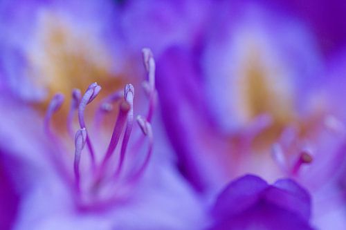Rhododendron in het bos bij Putte