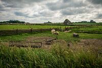 Sheep Grassland