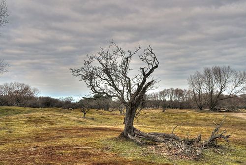 Winter Amsterdamse Waterleidingduinen