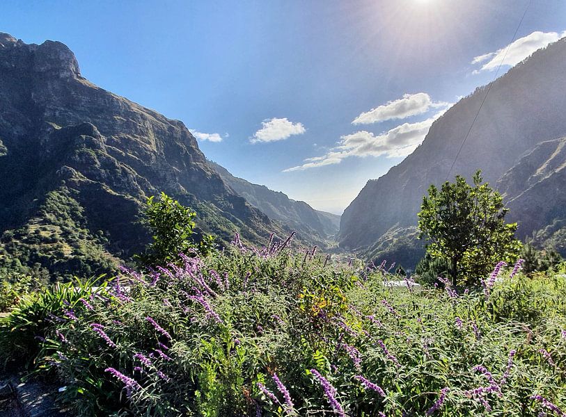 Madeira #2 by zam art