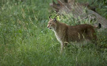 Lynx van Ronald Kromkamp