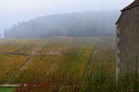 Brume sur les vignobles de Chablis en automne (feuilles dorées sur les vignes)