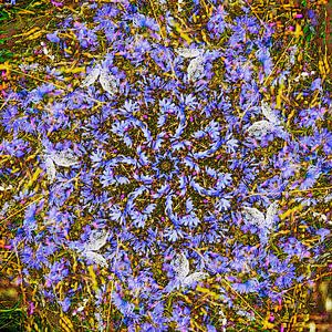 Chicory Seven