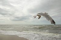 Meeuw op het nederlandse strand